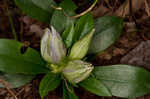 Striped gentian